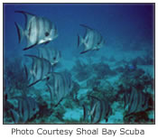 beaches,weddings,honeymoons,watersports,festivals,romance,accommodations,cuisine,sea,scuba diving,snorkelling,security,tranquility,beaches,caribbean,carnivals,inns,security,sightseeing,oceans,villas,exclusive,luxury,guesthouses,tranquility,quality,boatracing,charters